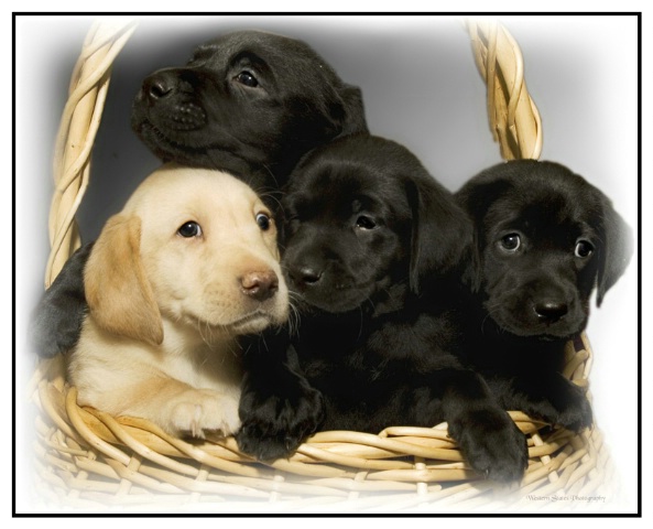 Basket Full of Puppies