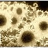 © Thomas A. Statas PhotoID # 2663998: Old Sunflowers