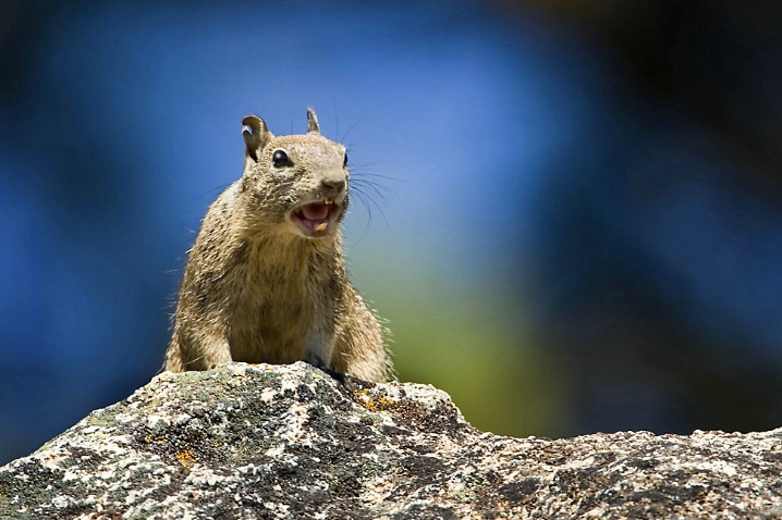 Junkyard Squirrel - ID: 2665297 © John Tubbs