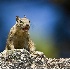 2Junkyard Squirrel - ID: 2665297 © John Tubbs