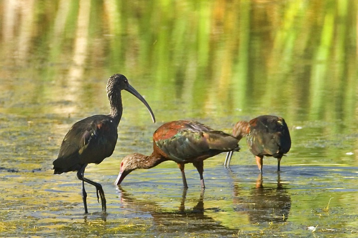 White Faced Ibis - Klamath NWR - ID: 2665629 © John Tubbs