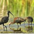 2White Faced Ibis - Klamath NWR - ID: 2665629 © John Tubbs