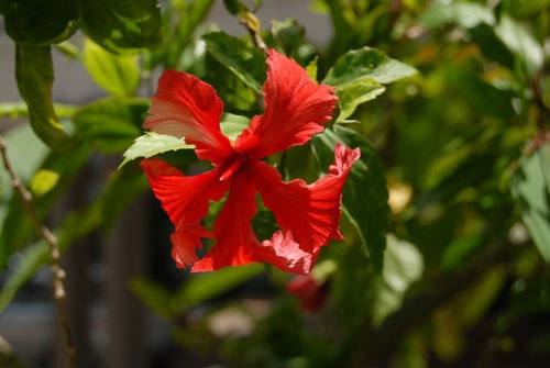 Red Hibiscus