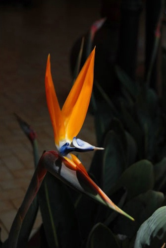 Strelitzia (Strelitziaceae) Bird-of-Paradise flowe