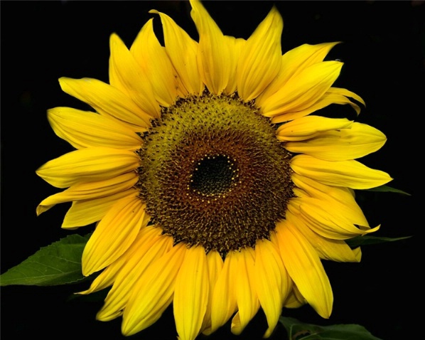 Sun Flower