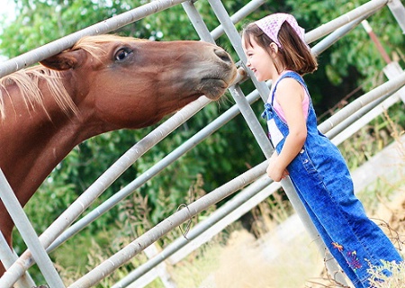 Horse Kisses