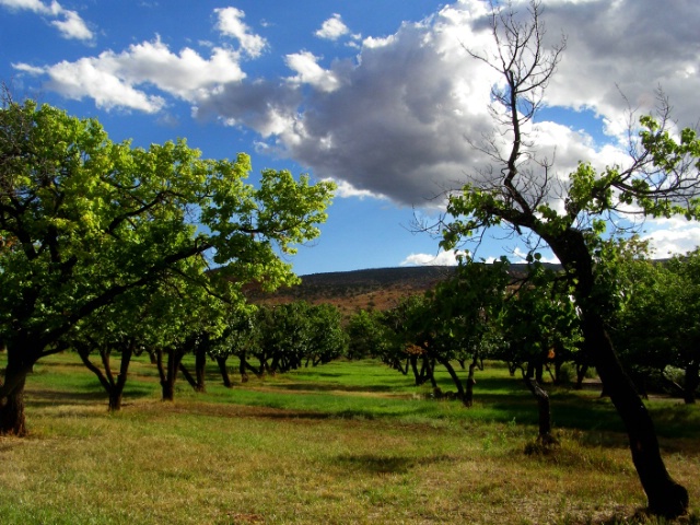 Capital Reef - Orchards