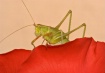 Grasshopper II