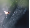 conk spider