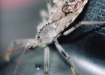 assassin bug?