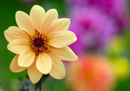 September Dahlia I 