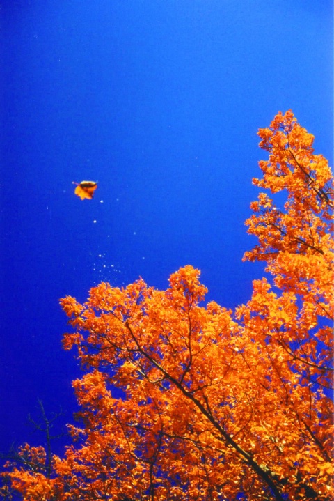 Fall Maple In Algonquin