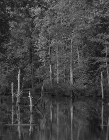 "...black & white Peace..."