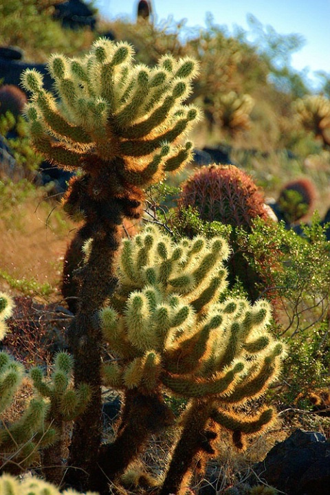 Cactus