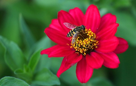 Zinnia and Bee