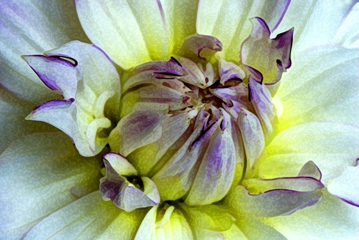 Dahlia - ID: 2676276 © Laurie Daily