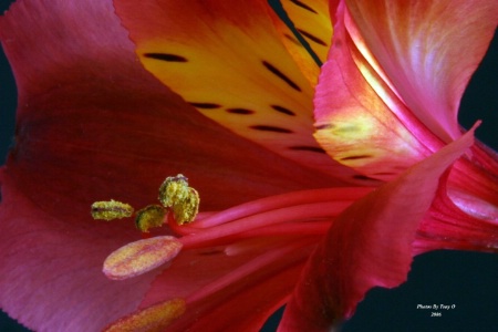 Lilly Macro