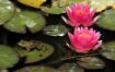 The Water Lily Ki...