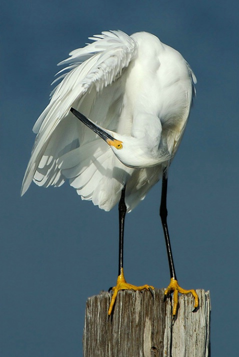   Snowy Egret Preening