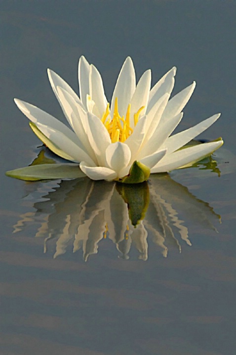 Water Lily Portrait - ID: 2680653 © Deborah C. Lewinson