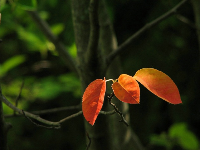 Signs of Autumn 