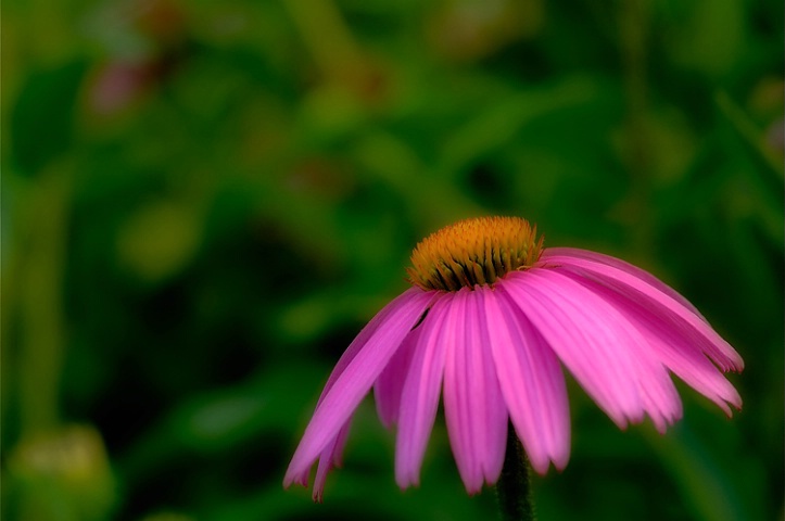 Cone Flower 2