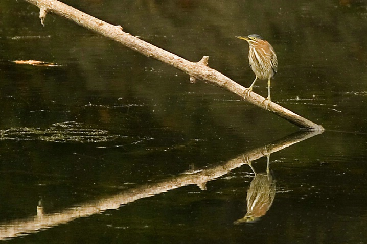 Green Heron on Log - ID: 2681248 © John Tubbs