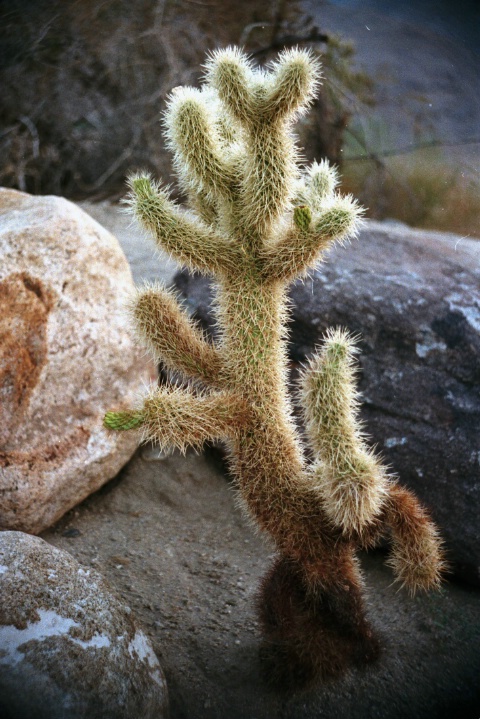 Young cactus, USA