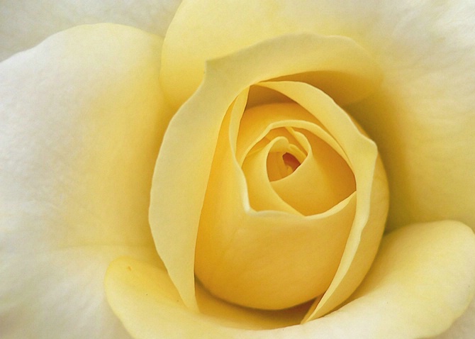 Soft Yellow Rose