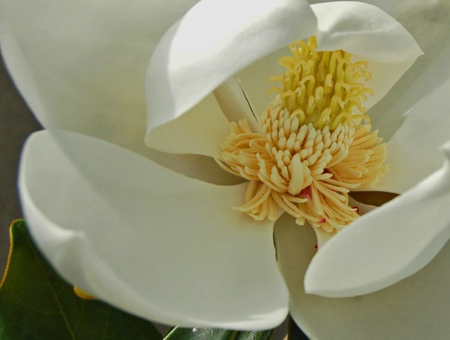 Magnolia