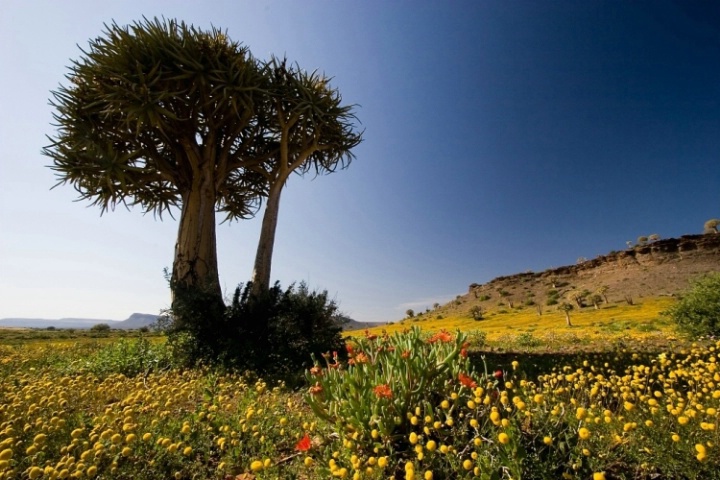 Namaqua Flower Season