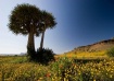 Namaqua Flower Se...