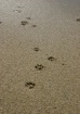 Dog Days of Summe...
