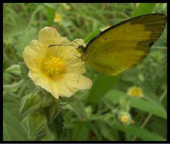 Butterfly & Yellow flowers