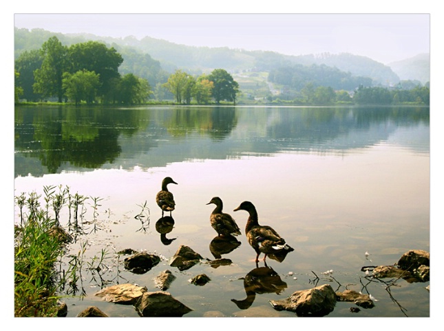 - Cove Lake Morning -