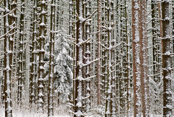 Winter Pine Forest
