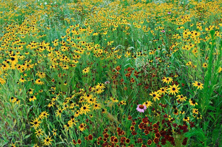 Summer Wildflower Meadow