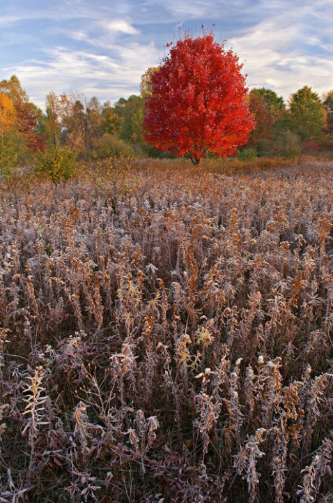 Frosted Autumn Meadow