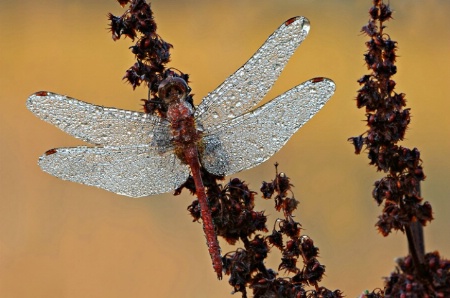 Dew Covered Dragonfly