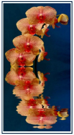 Orchids