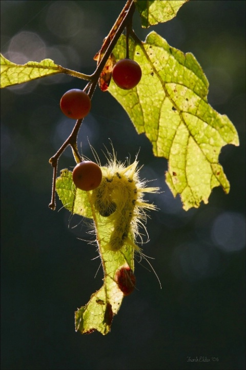 The Serpent & The Fruit