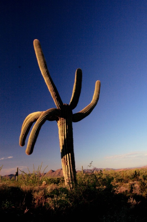 Single giant Saguaro