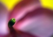 A Plumeria: The O...