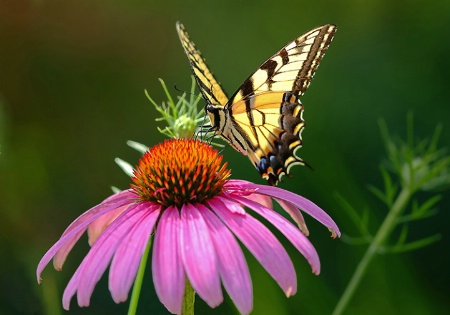 Coneflower and Swallowtail