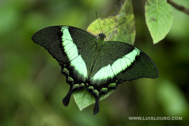 Papílio palinurus