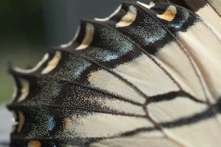 Swallowtail Wing