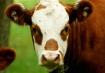 Bessie The Cow
