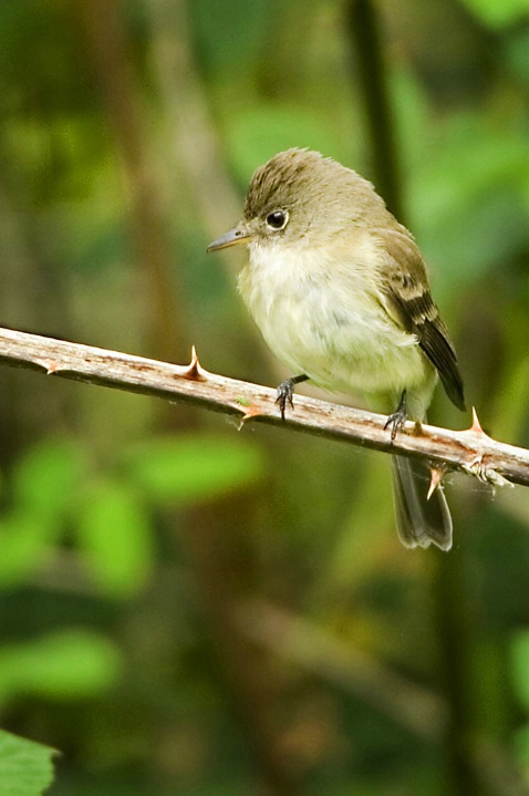 Willow Flycatcher - ID: 2695215 © John Tubbs