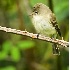 2Willow Flycatcher - ID: 2695215 © John Tubbs