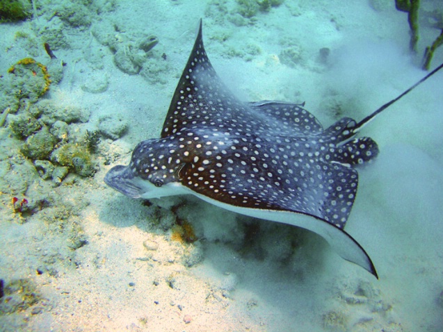 Spotted Eagle Ray F-293 - ID: 2696460 © Kristin A. Wall